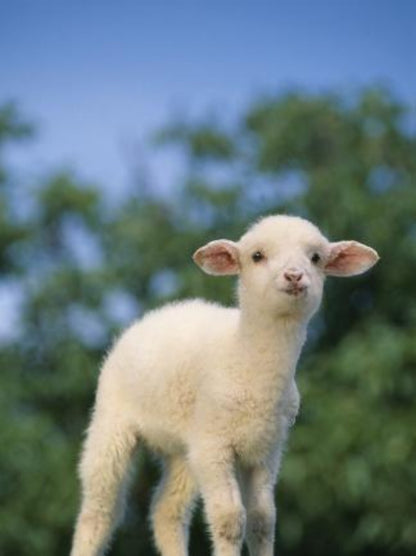 Sheep | Diamond Painting