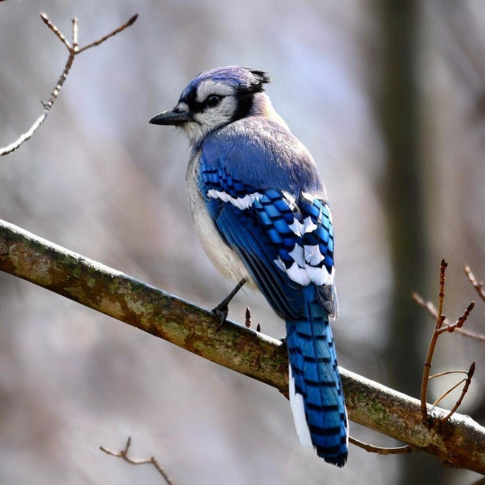 Blue Jay | Diamond Painting