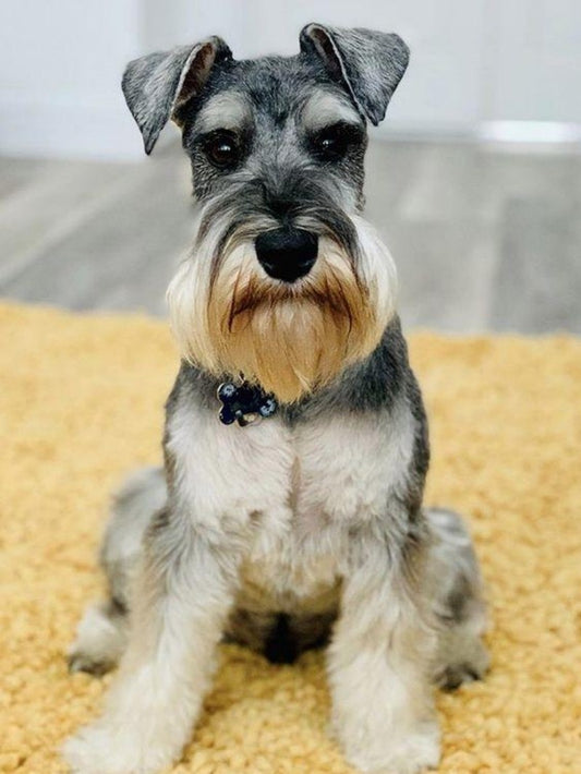 Dog Schnauzer | Diamond Painting