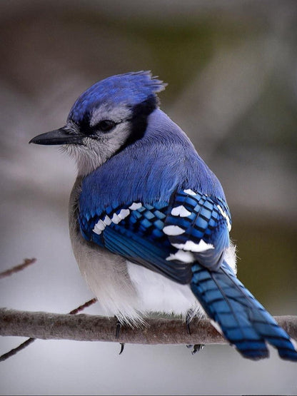 Blue Jay | Diamond Painting
