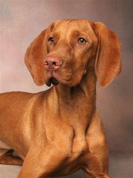 Vizsla Dog | Diamond Painting