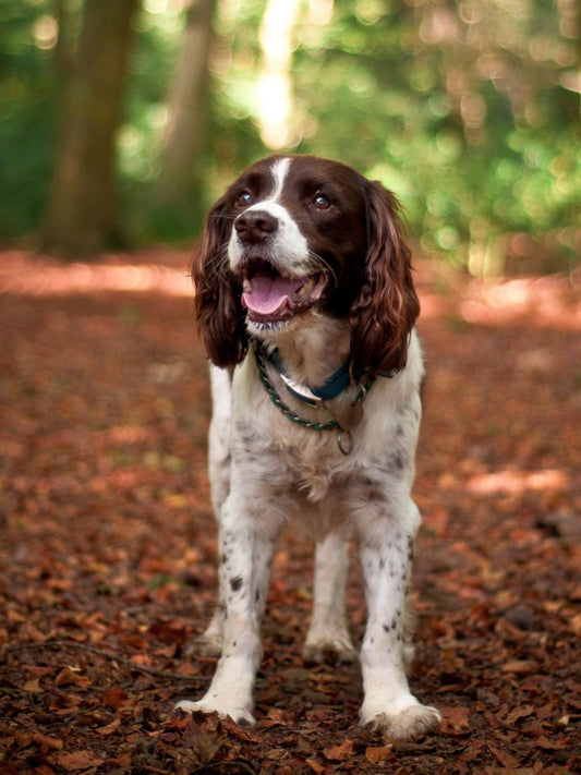 Brittany Spaniel Dog | Diamond Painting