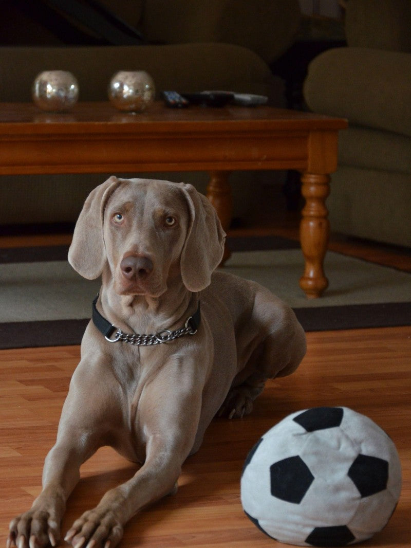 Weimaraner Dog | Diamond Painting