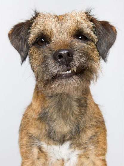 Dog Border Terrier | Diamond Painting