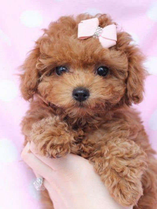 Poodle Dog | Diamond Painting