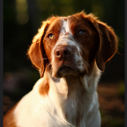 Brittany Spaniel Dog | Diamond Painting