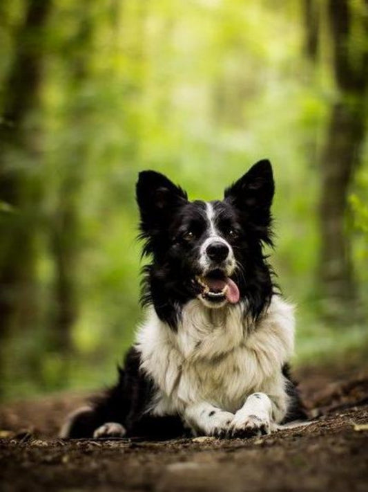 Dog Border Collie | Diamond Painting