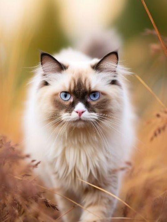 Ragdoll Cat | Diamond Painting