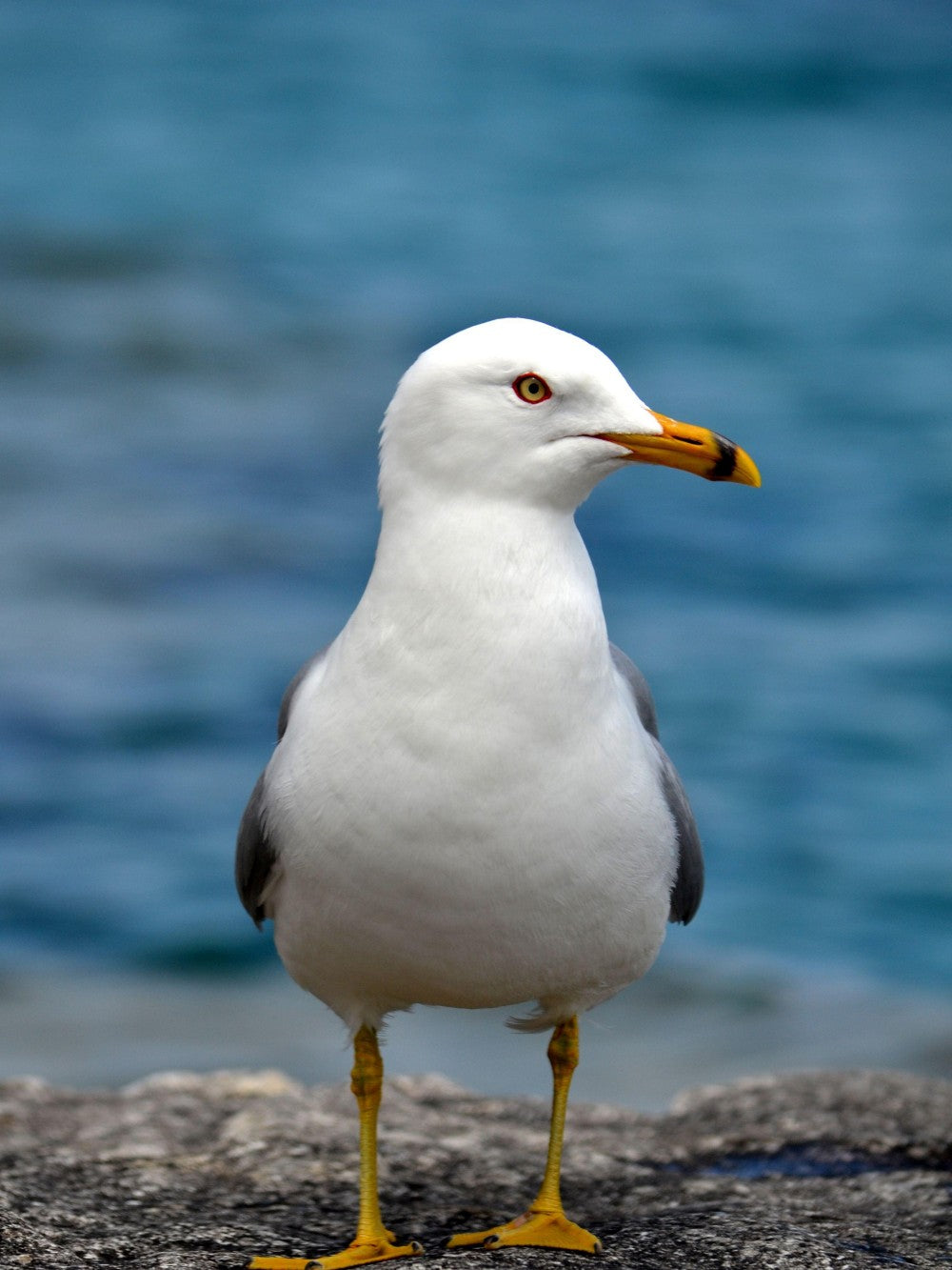 Gull | Diamond Painting