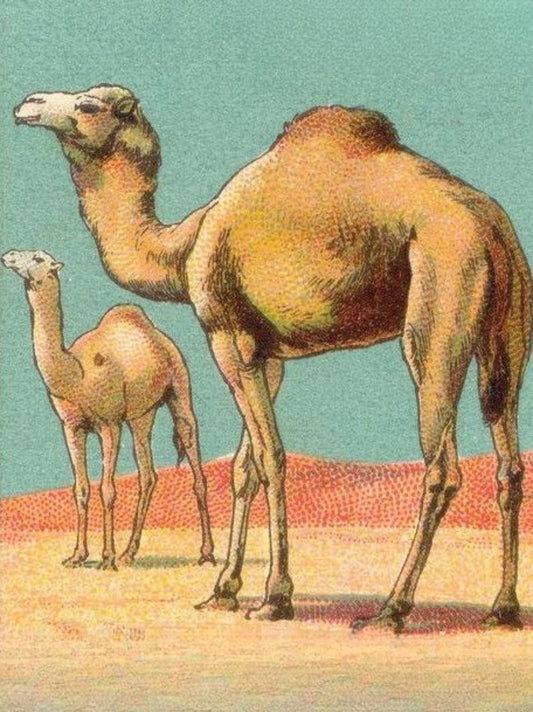 Camel | Diamond Painting