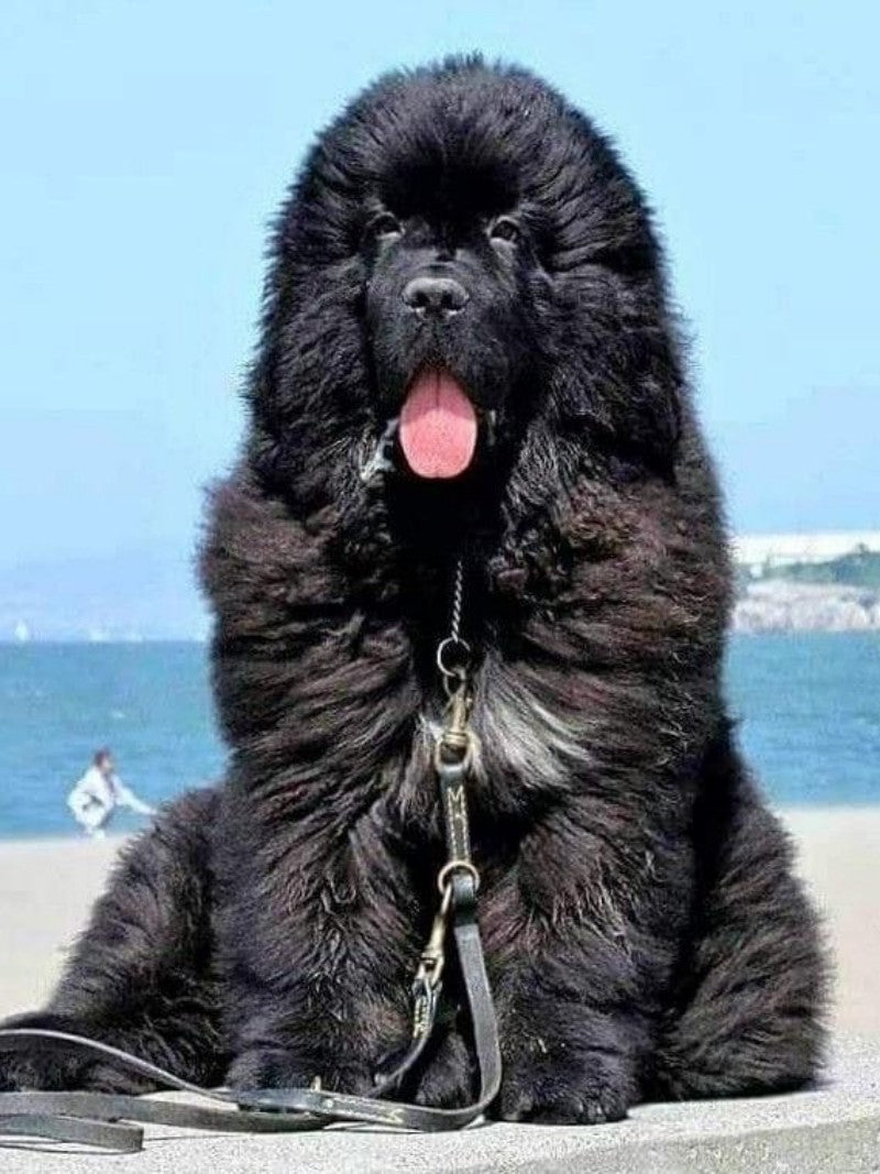 Newfoundland Dog | Diamond Painting