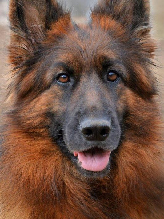 Dog German Shepherd | Diamond Painting