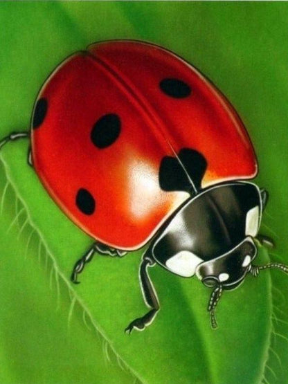Ladybug | Diamond Painting