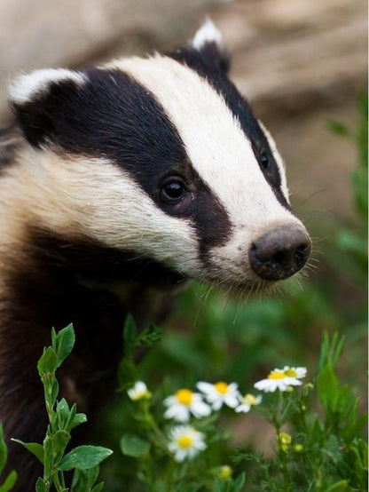 Badger | Diamond Painting