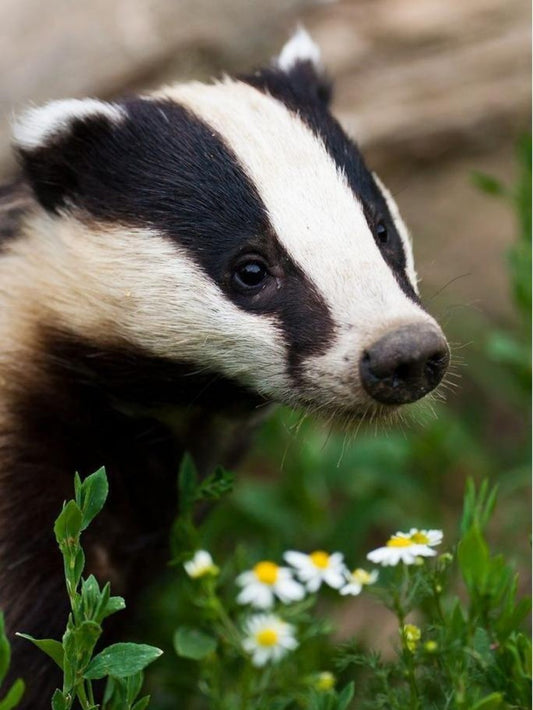 Badger | Diamond Painting