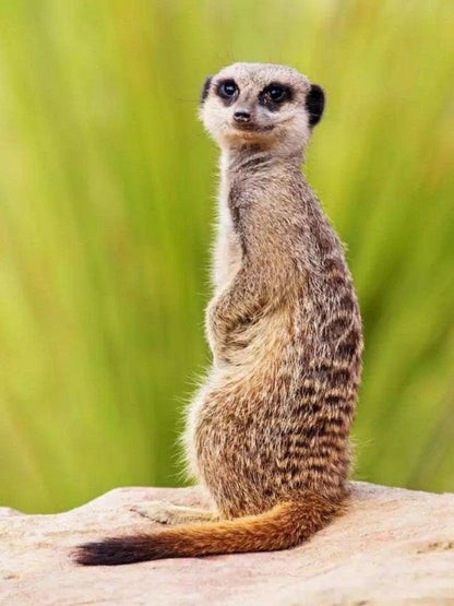 Meerkat | Diamond Painting