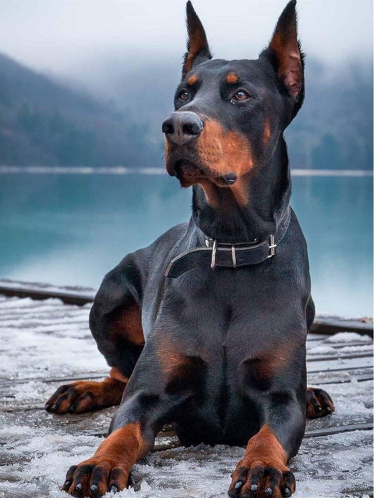 Dog Doberman | Diamond Painting