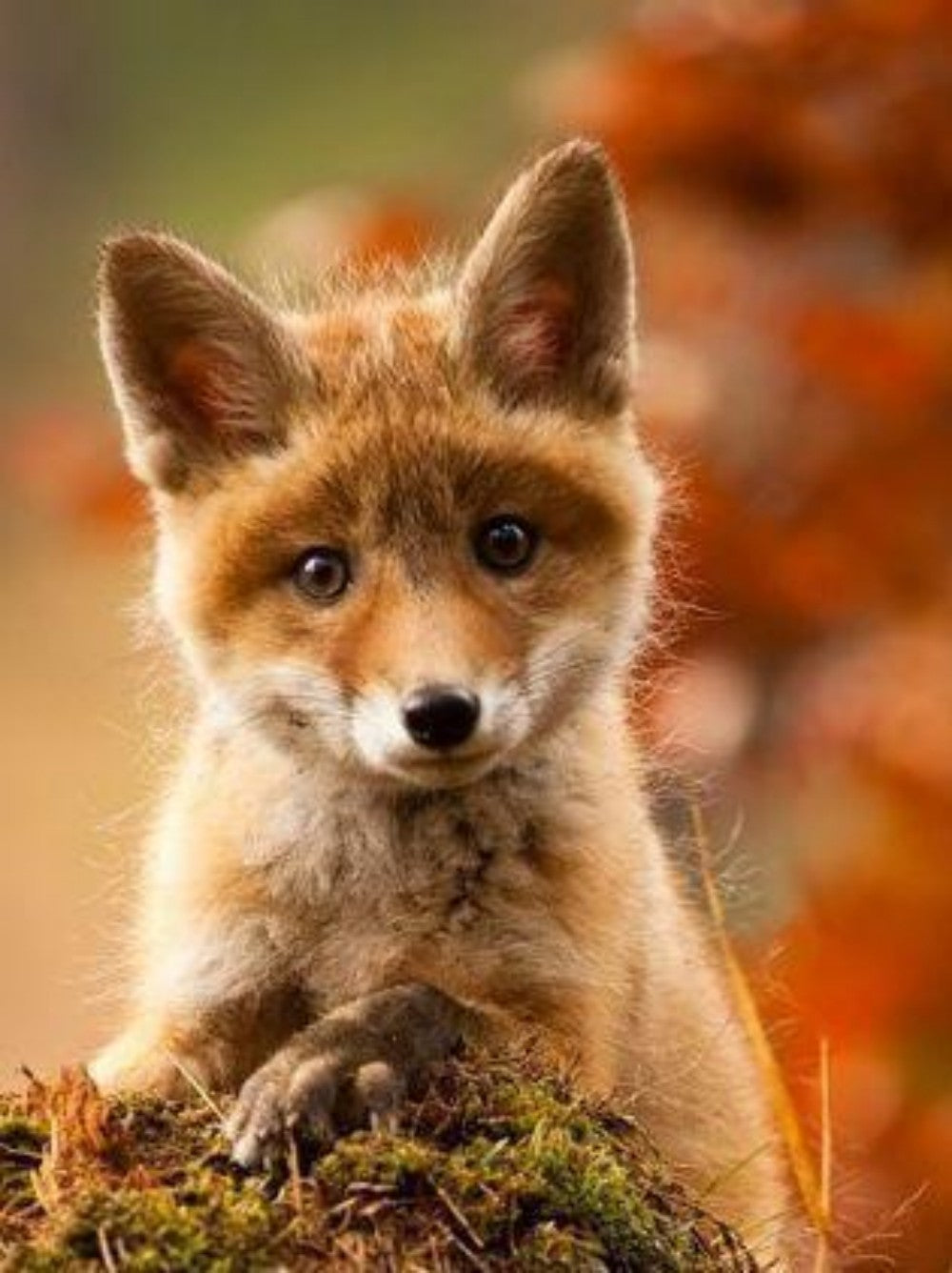 Fox | Diamond Painting