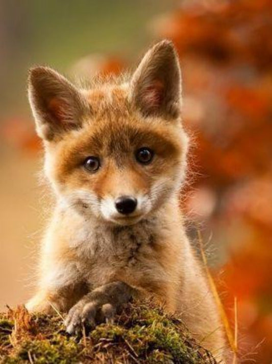 Fox | Diamond Painting