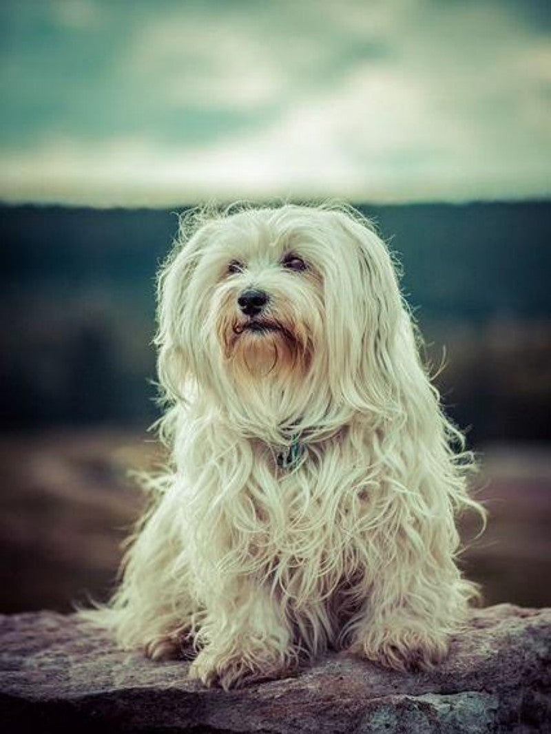 Havanese Dog | Diamond Painting