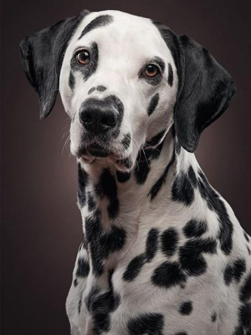 Dalmatians Dog | Diamond Painting