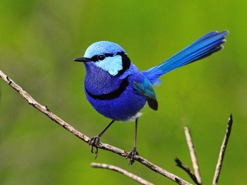 Blue Wren | Diamond Painting