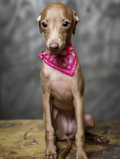 Whippet Dog | Diamond Painting