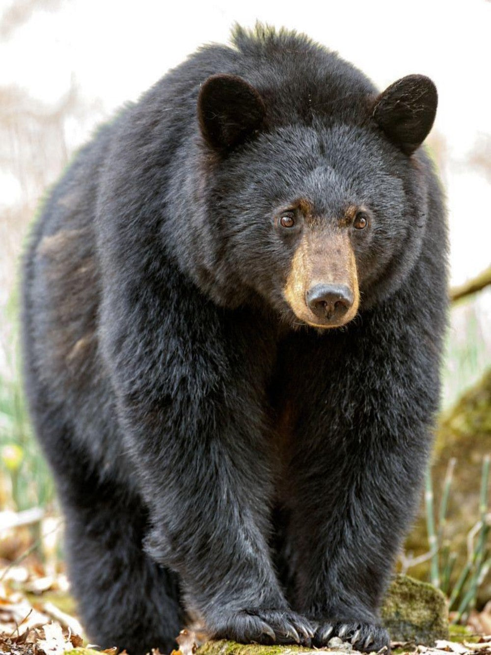 Black Bear | Diamond Painting