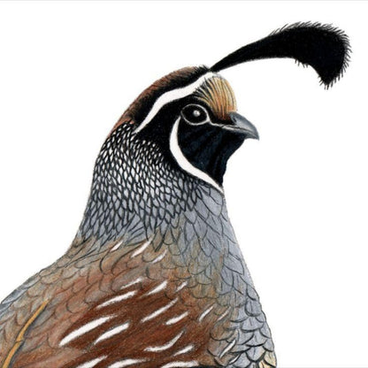 Quail | Diamond Painting