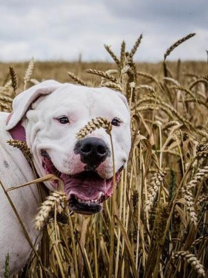 English Bull Terrier Dog | Diamond Painting
