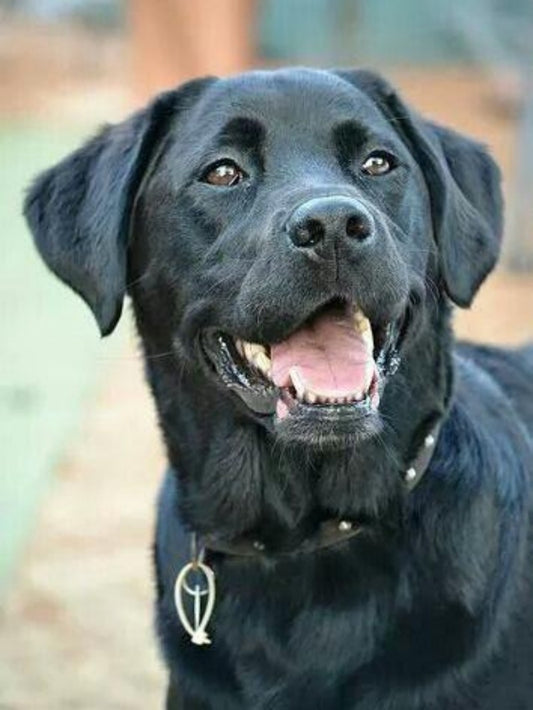 Black Labrador Dog | Diamond Painting