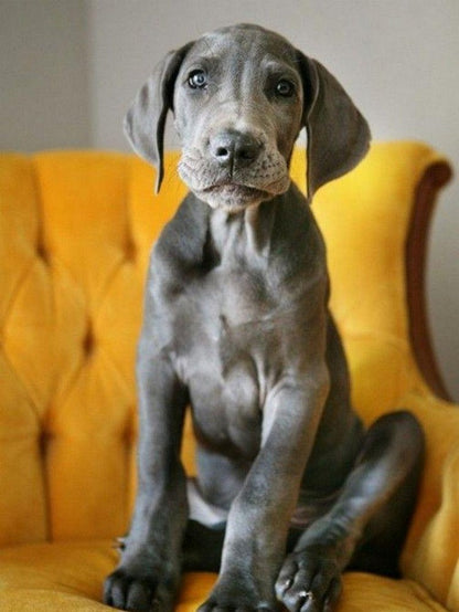 Dog Great Dane | Diamond Painting