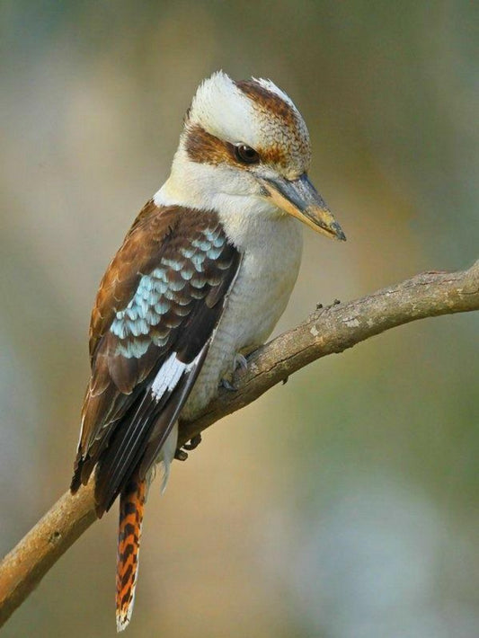 Kookaburra | Diamond Painting