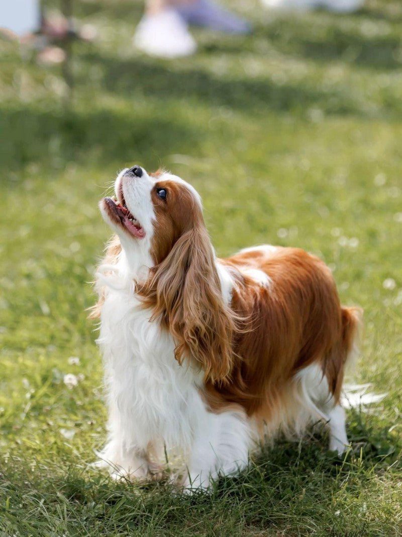 English Springer Spaniel Dog | Diamond Painting