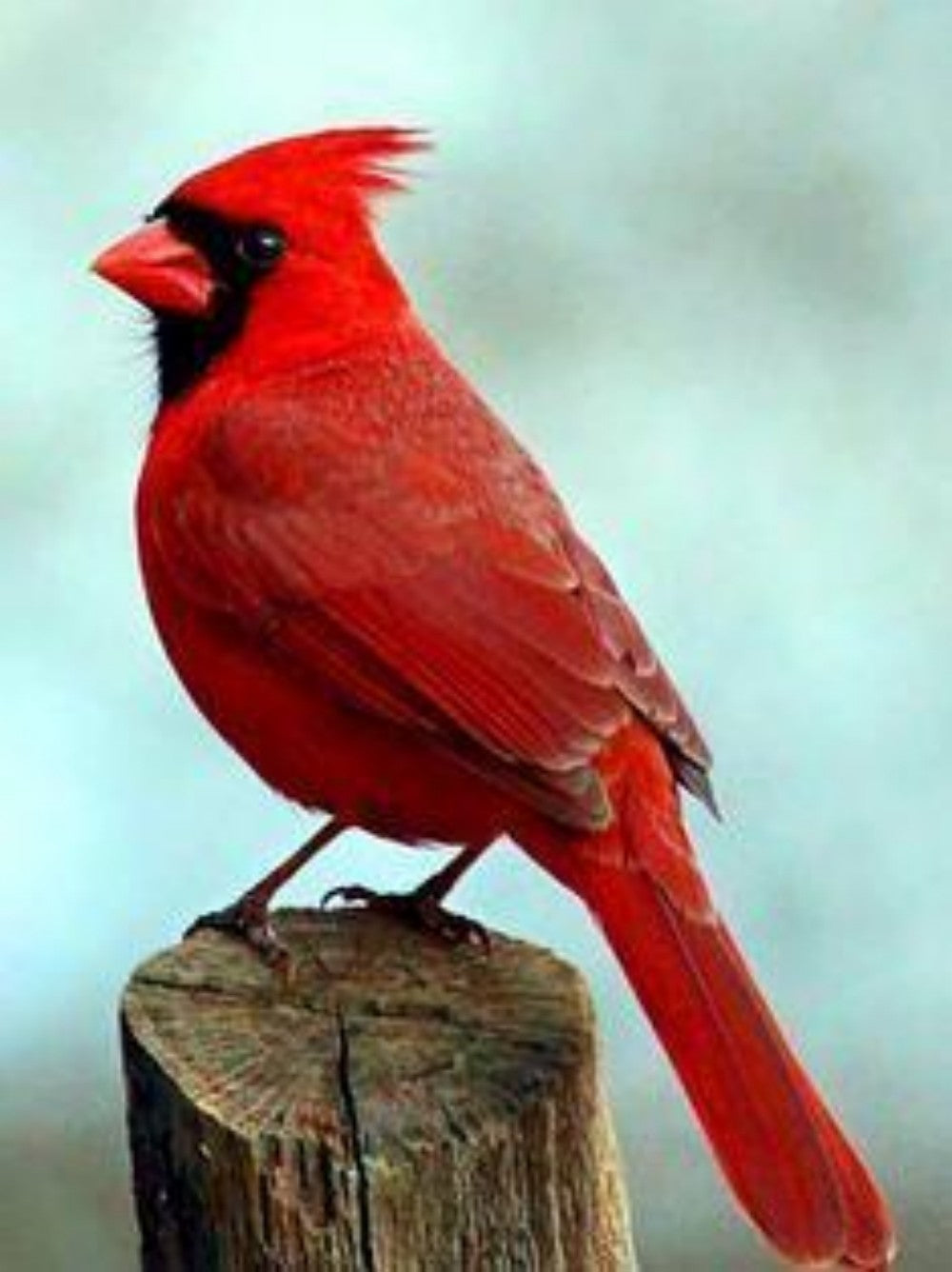 Cardinal | Diamond Painting