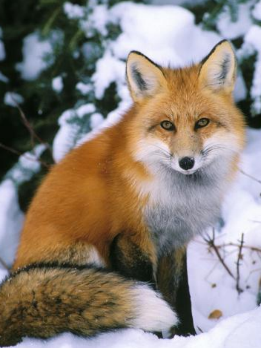 Fox | Diamond Painting