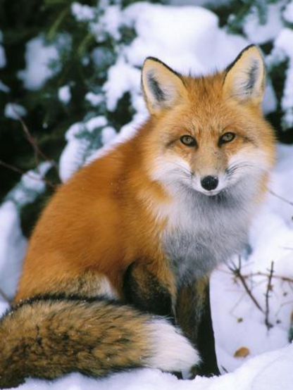 Fox | Diamond Painting