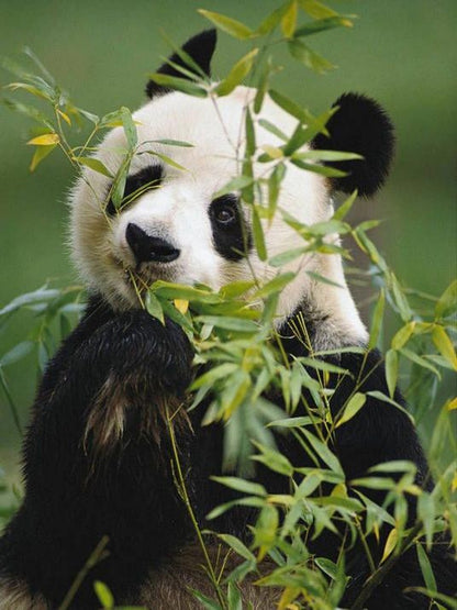 Panda | Diamond Painting