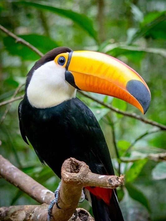 Toucan Bird | Diamond Painting