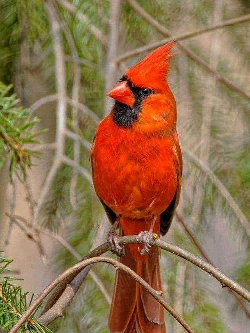 Cardinal | Diamond Painting