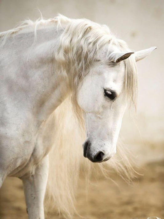 Horse | Diamond Painting