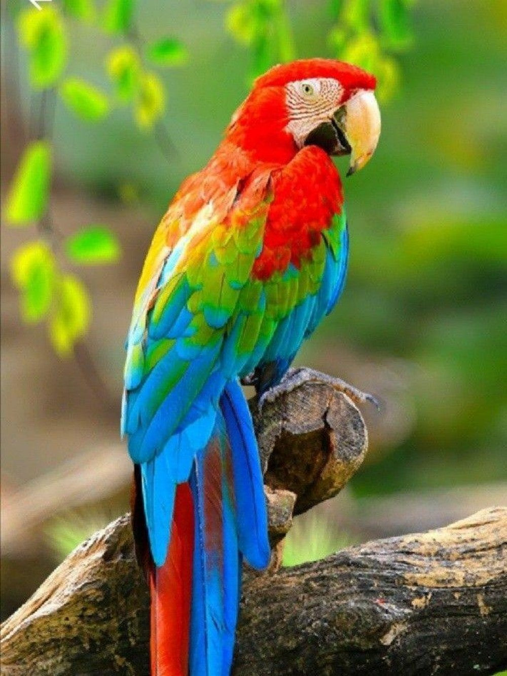 Macaw | Diamond Painting