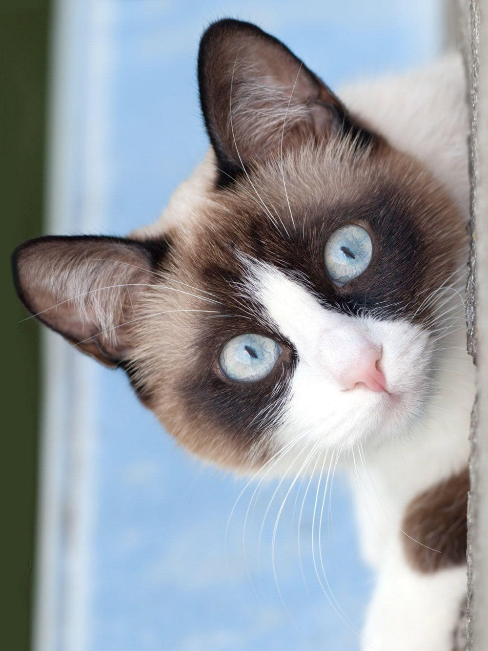 Siamese Cat | Diamond Painting