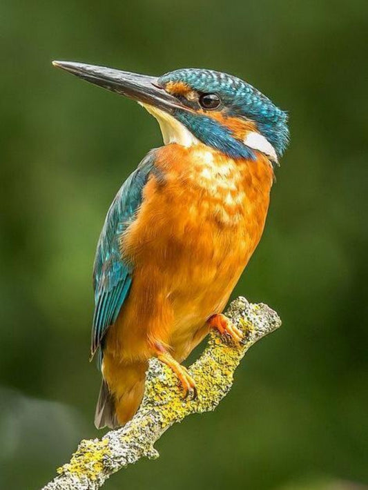 Kingfisher | Diamond Painting