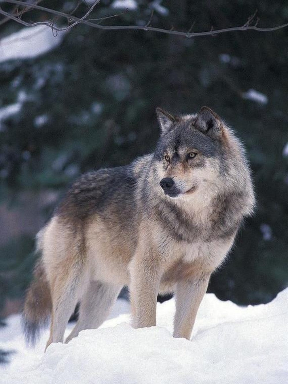 Wolf | Diamond Painting