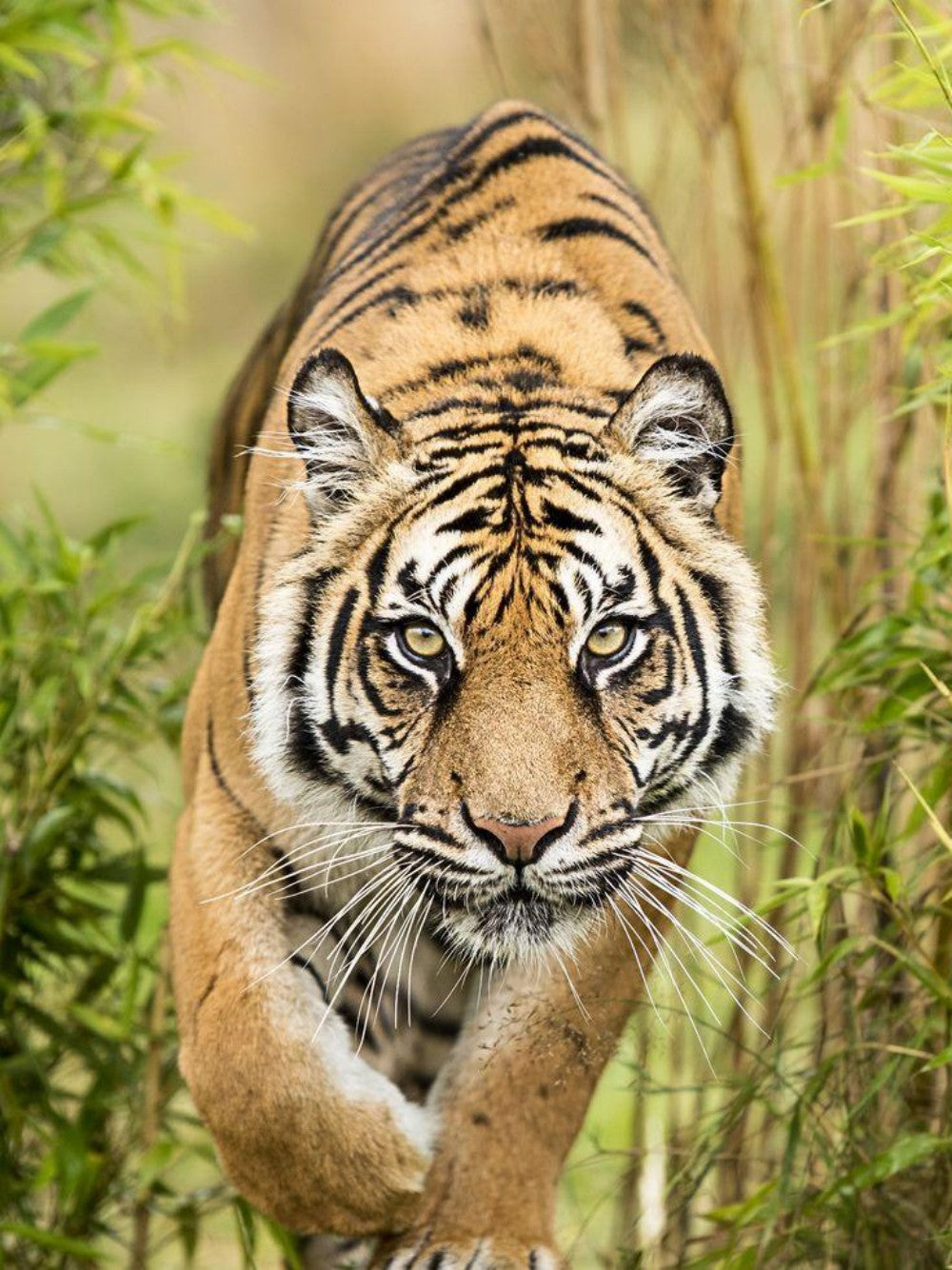 Bengal Tiger | Diamond Painting
