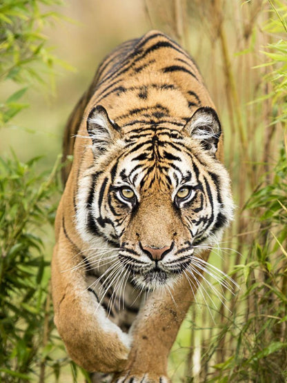 Bengal Tiger | Diamond Painting