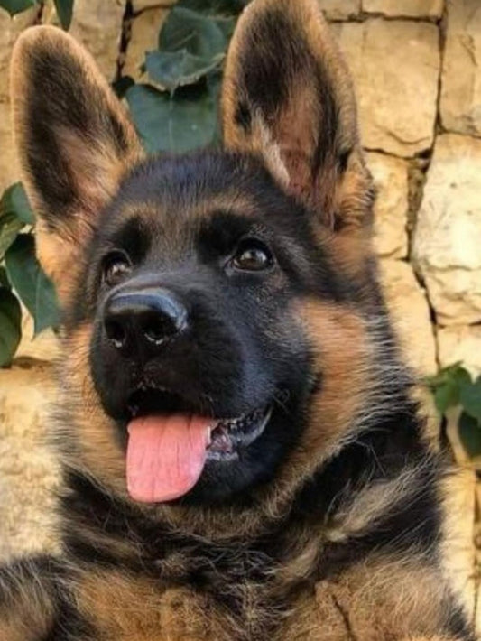 Dog German Shepherd | Diamond Painting