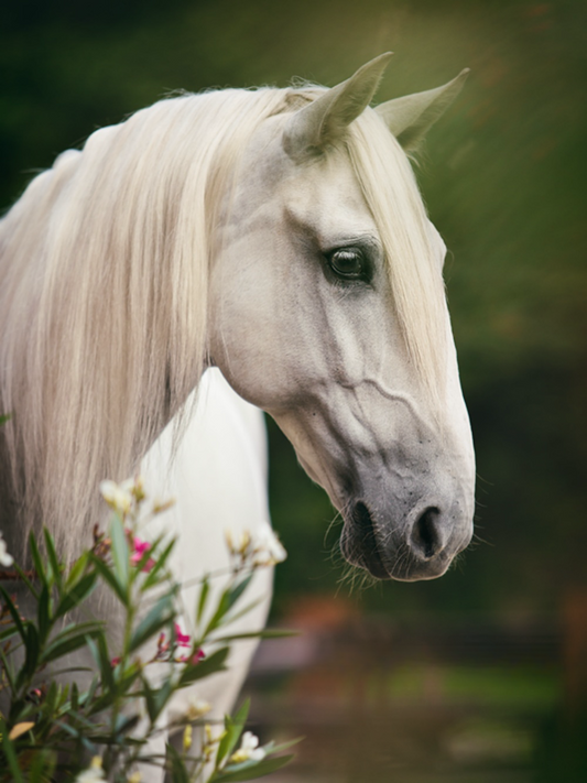 Horse | Diamond Painting