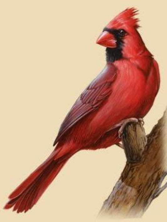 Cardinal | Diamond Painting